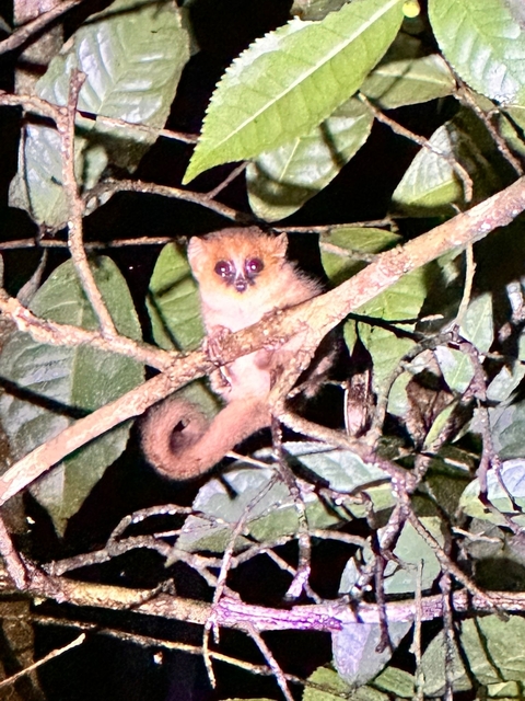       Small lemur on a branch at night.
  