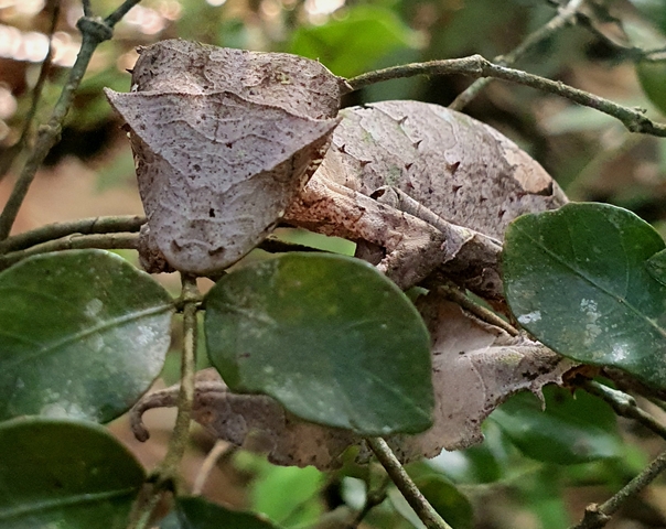 Camouflaged gecko on a tree branch.