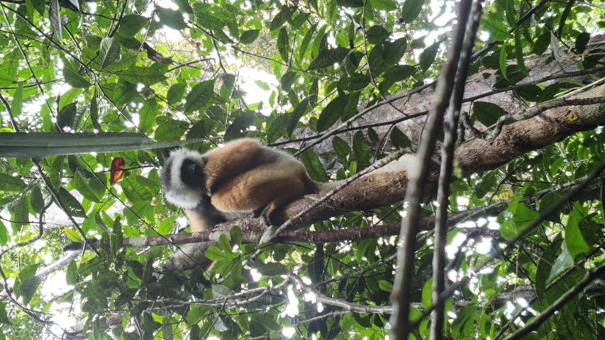 Lemur in a tree surrounded by leaves.