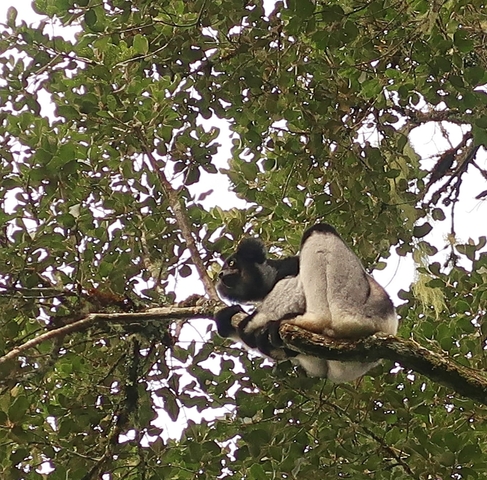 Lemur resting on a tree branch.