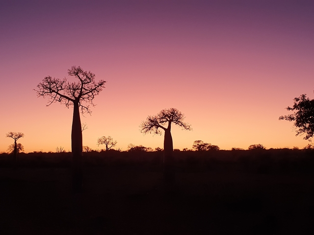       Silhouette of baobab trees against a colorful sunset.
  