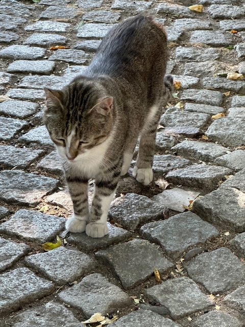 Cat walking on cobblestone ground.