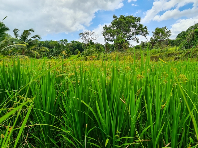       Lush green rice fields.
  