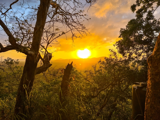 Sunset view through trees.