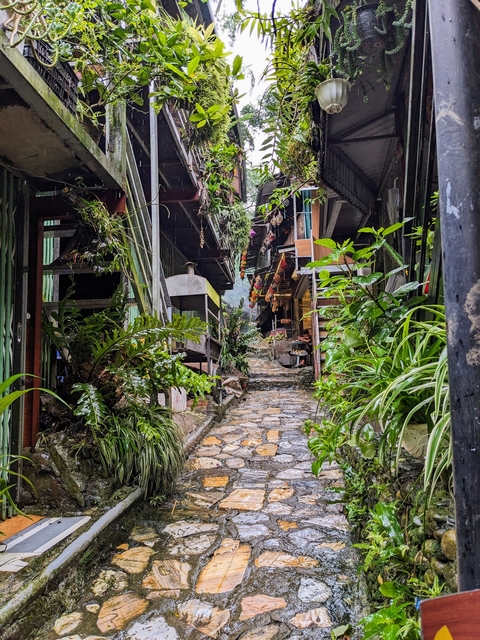 Narrow alleyway with lush plants and stone pathway.