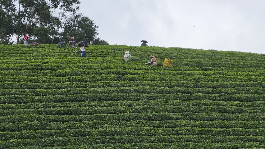 Workers picking tea leaves on a lush plantation field.