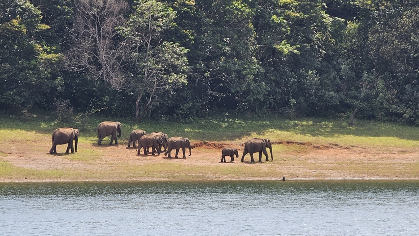 A herd of elephants near a waterbody in a natural setting.