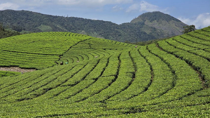      Rolling tea plantations stretching towards distant hills.
  
