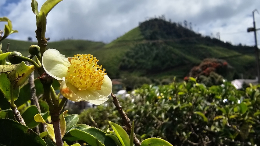       Close-up of a blooming flower with hilly tea plantations in the background.
  