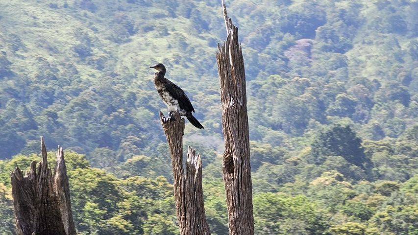 A bird perched on a tree stump in a forested area.