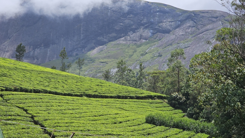 Lush green tea plantations with a mountainous backdrop.