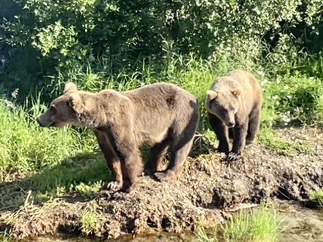       Two brown bears standing in a grassy area
  