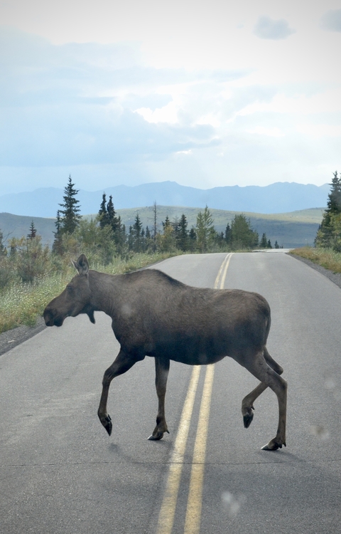       Moose crossing a road in a forested area
  