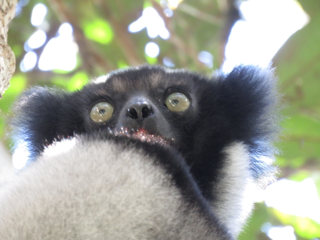       Close-up of a lemur among leaves.
  