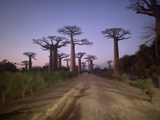       Baobab trees lining a dirt path at dusk.
  
