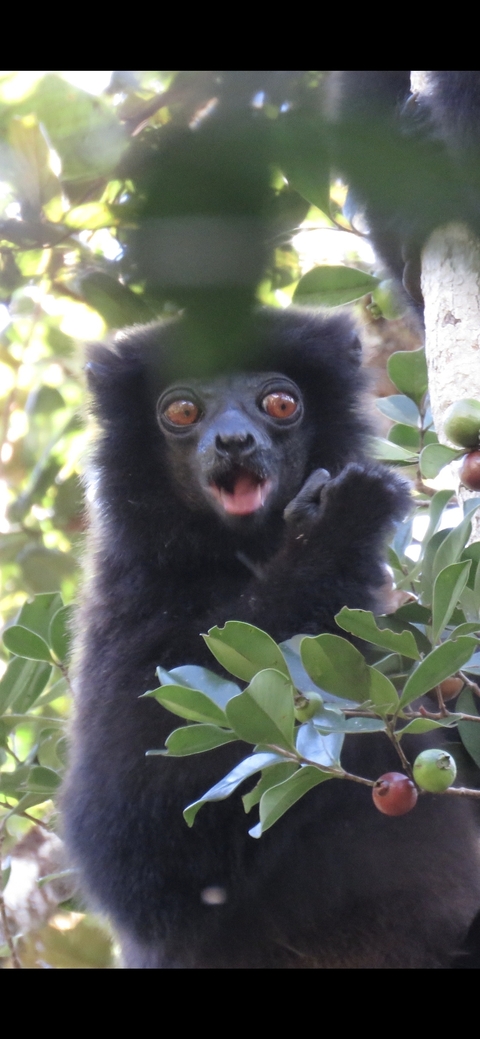 Close-up of a lemur with an expressive face.