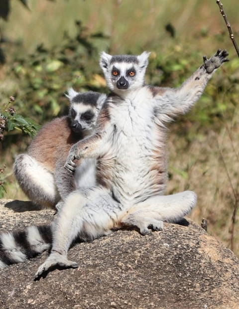 Klantbeoordelingsfoto van Madagascar in de diepte 