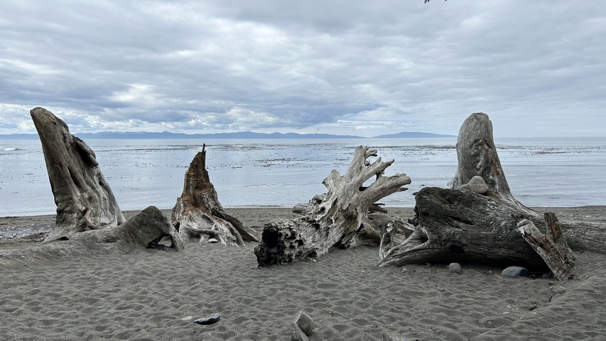 Driftwood on a sandy beach with ocean in the background.