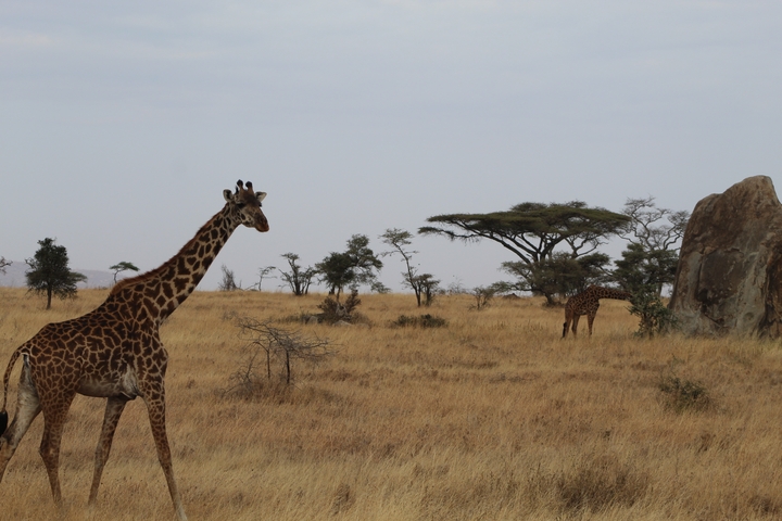 Giraffes in an savanna landscape.