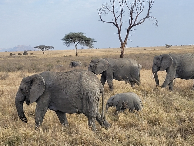 Herd of elephants walking in the savanna.
