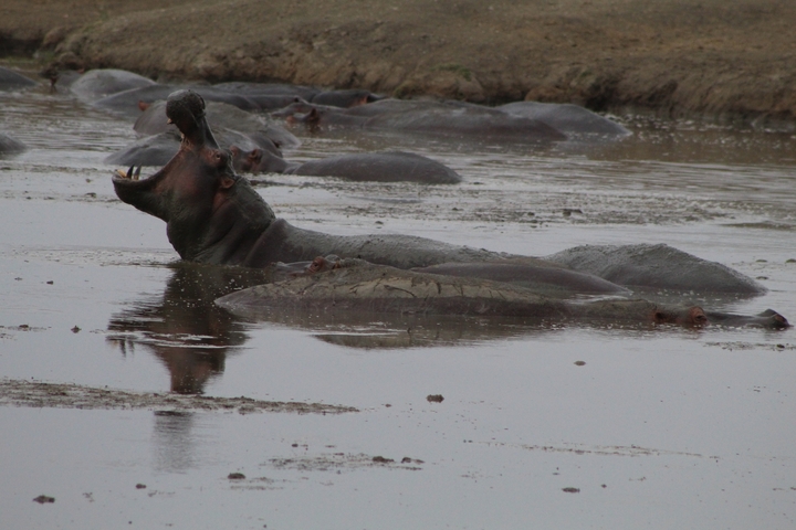 Hippopotamus in water with others submerged.