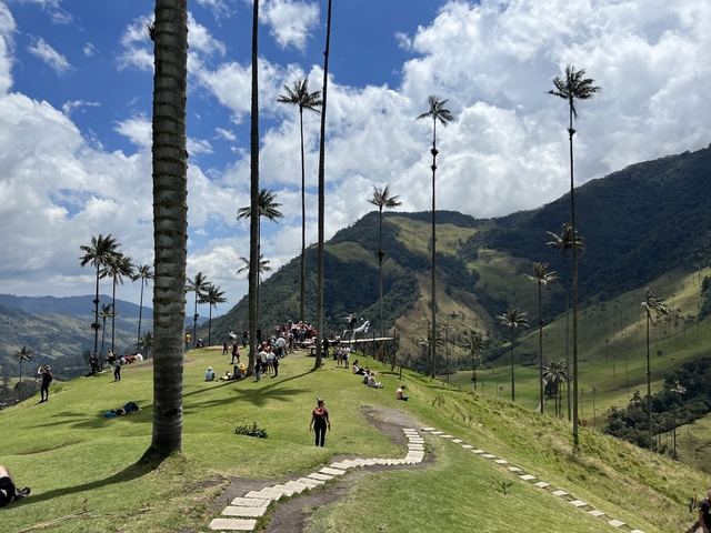 A scenic hillside with tall palm trees and visitors enjoying the view.