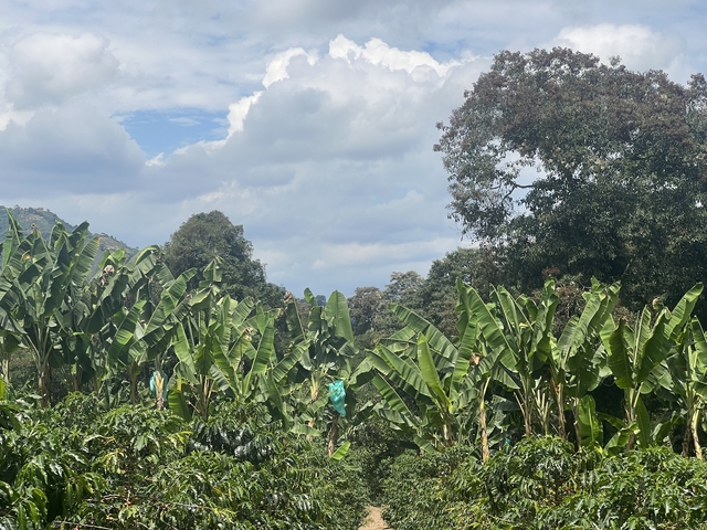 Banana plants and coffee plants with mountains in the background.