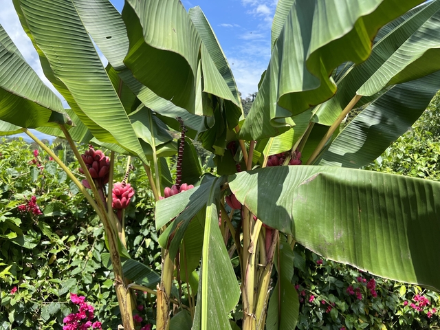 Banana plants with red pseudo-stalks.