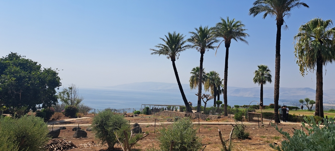 Palm trees with a view of a large lake.