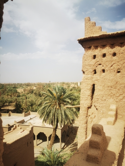       View of palm trees in a desert oasis from a building
  