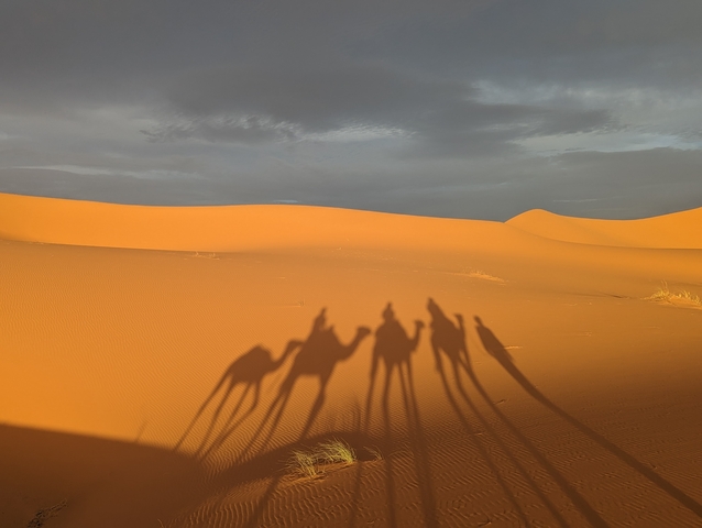       Shadows of camels cast on desert dunes.
  