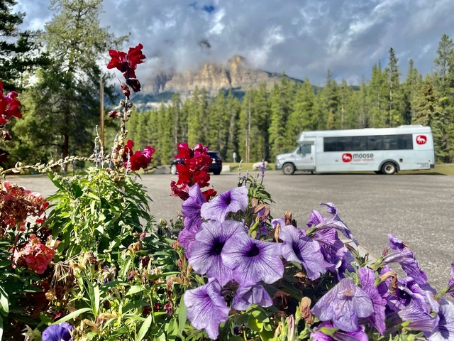 Flowers in the foreground with a mountain range and a bus in the background.