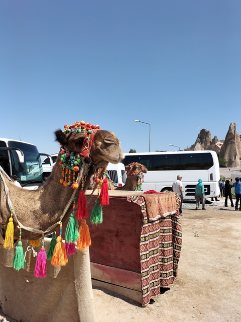       Camels adorned with colorful decorations in a tourist area.
  