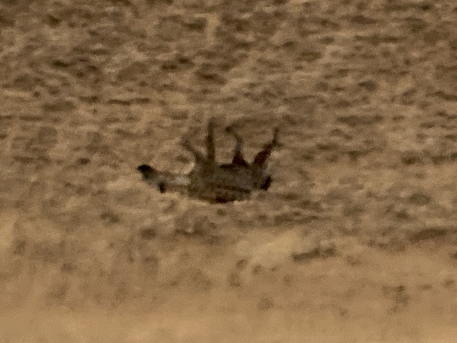 Blurred image of a lion lying on its back.