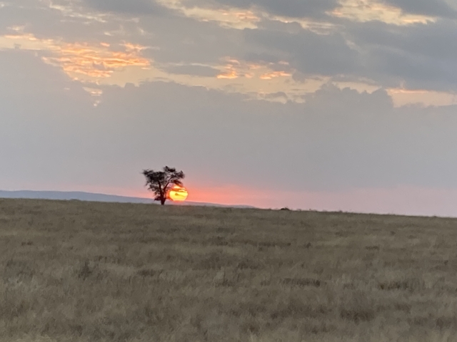 Sunset over a savannah with a tree silhouette.