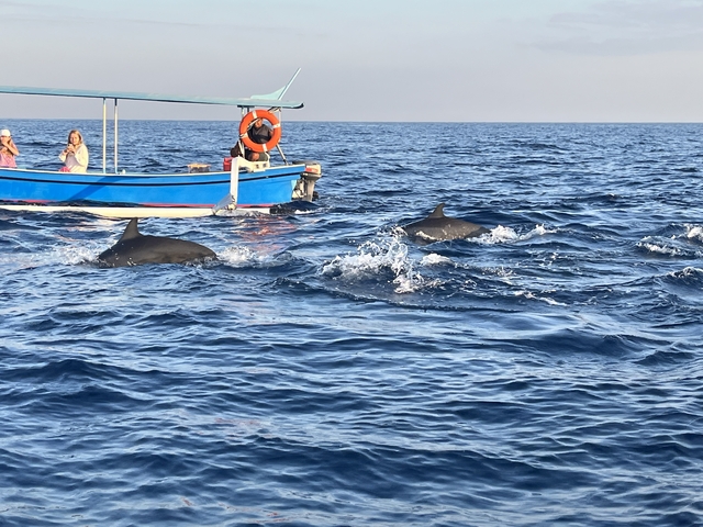 Dolphins swimming near a boat in clear blue waters