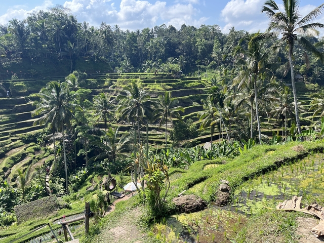 Lush green terraced rice fields with palm trees