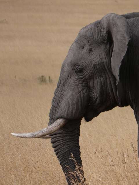 Close-up of an elephant's face.