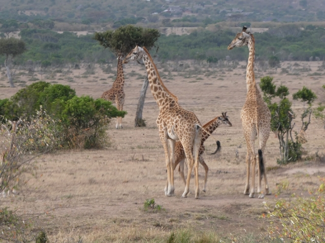 Group of giraffes in a nature reserve.