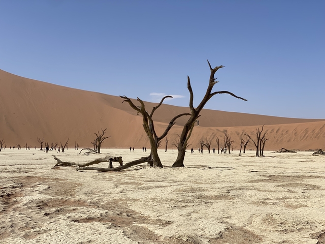       Deadvlei with dried trees and red dunes in the background.
  