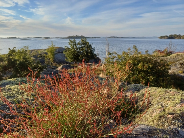       Coastal view with wild plants in the foreground.
  