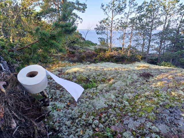       Toilet paper roll on a tree branch.
  