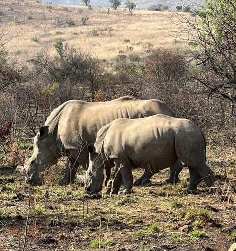 Photo d'avis client sur Circuit du berceau de l'humanité, de Sun City et de la réserve de chasse de Pilanesberg 