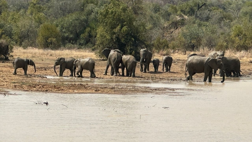 A group of elephants near a water body.