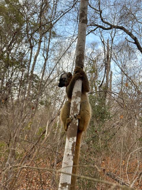 Lemur climbing a tree in a forest environment.