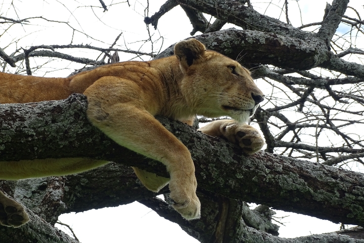 Lion resting on a tree branch.