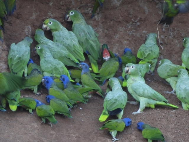 Colorful parrots perched on a clay wall.