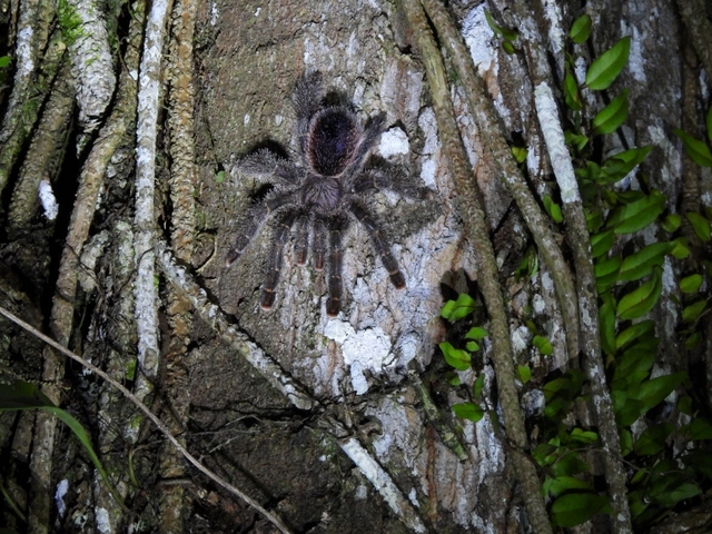 Tarantula on a tree trunk in the forest.
