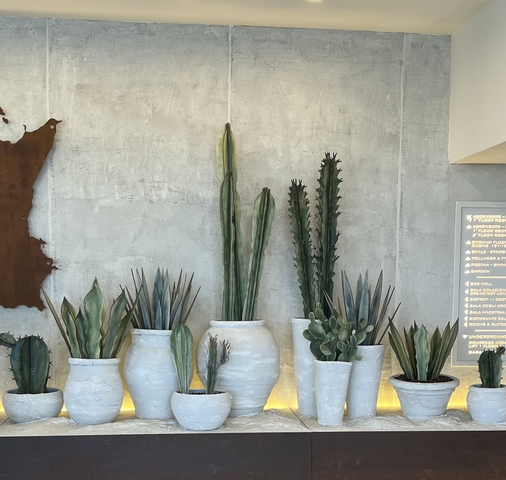 Various potted cactus plants displayed on a shelf.