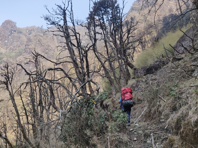 Hiker walking along a forested mountain trail.